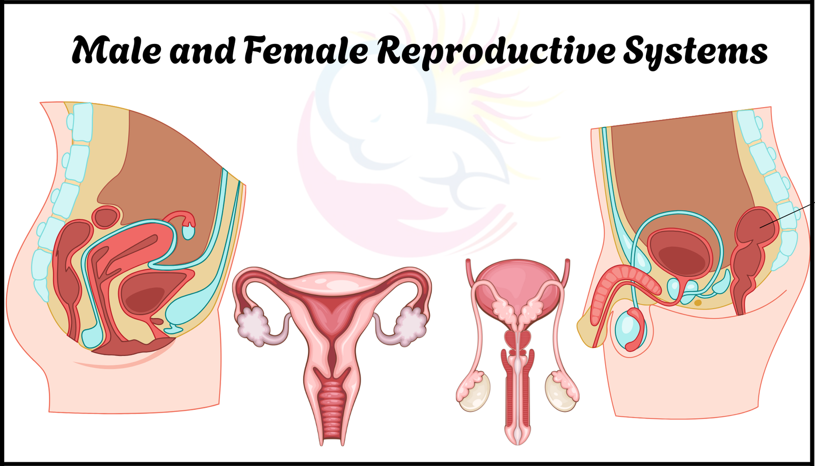 Understanding the Male and Female Reproductive Systems: A Path to Overcoming Infertility